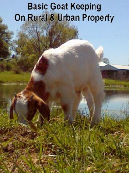 Basic Goat Keeping on Rural Urban Property